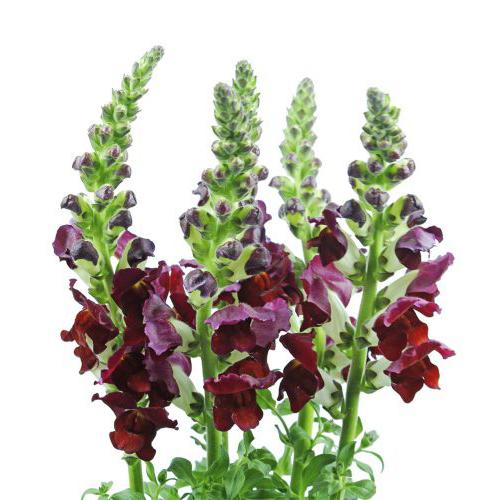 Snap Dragon