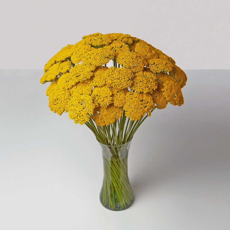 Achillea