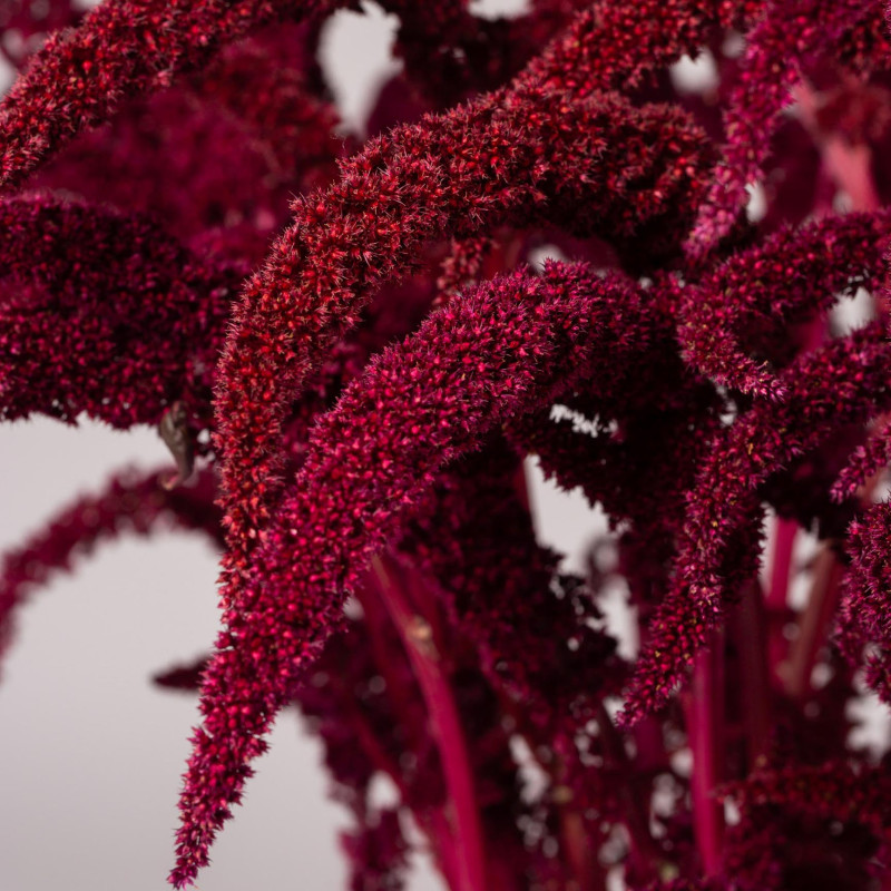 Amaranthus Upright