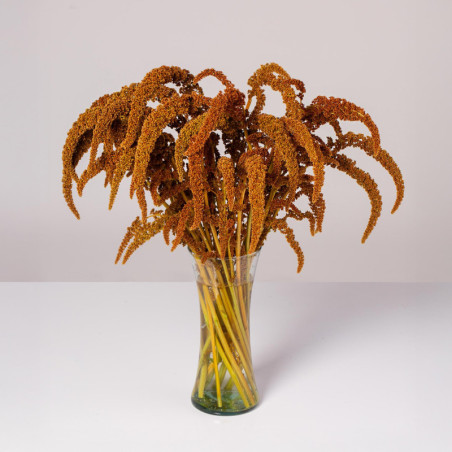 Amaranthus Upright
