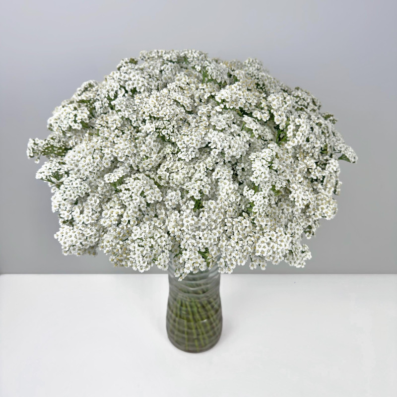 Achillea White
