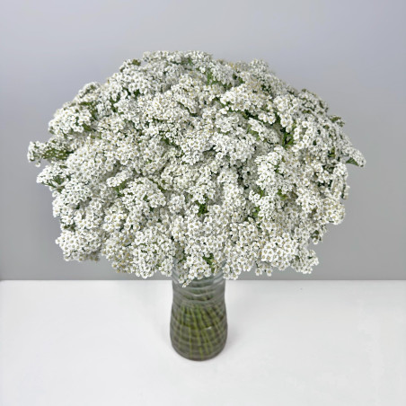Achillea White