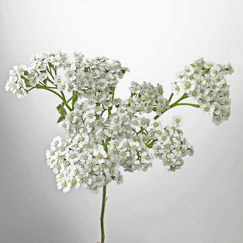 Achillea White