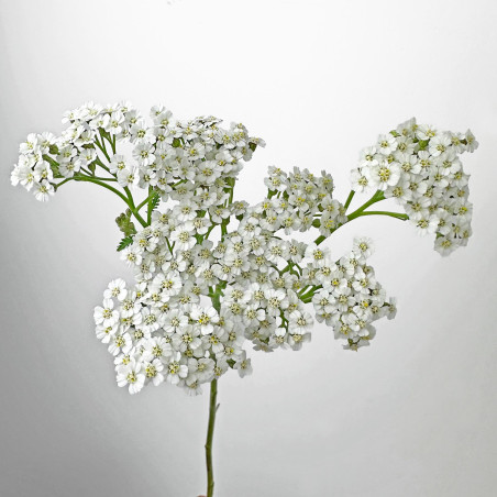 Achillea White