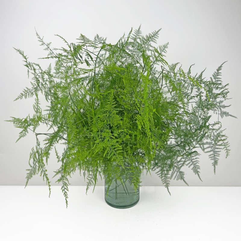 Asparagus Plumosus