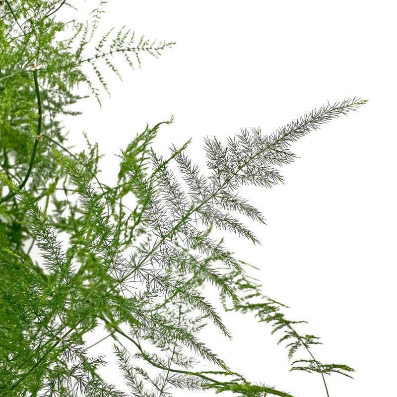 Asparagus Plumosus