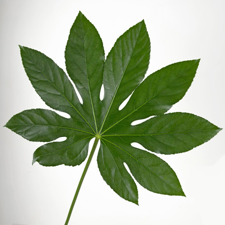Fatsia Japonica