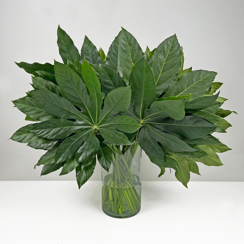 Fatsia Japonica