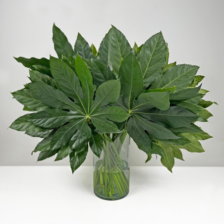 Fatsia Japonica