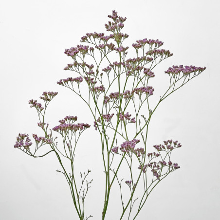 Limonium