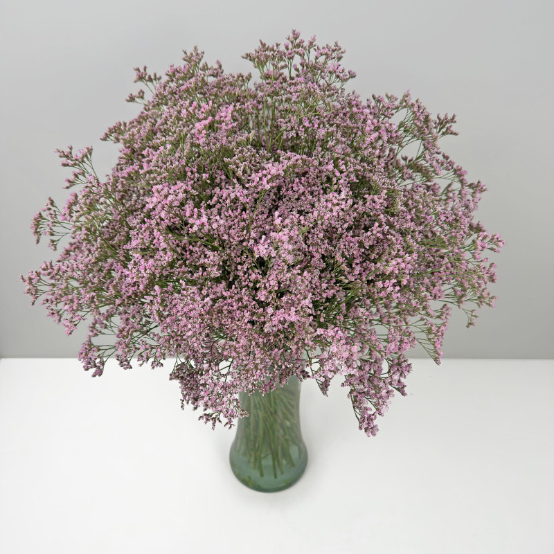 Limonium
