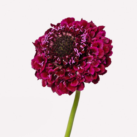 Scabiosa