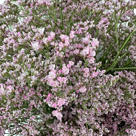 Limonium