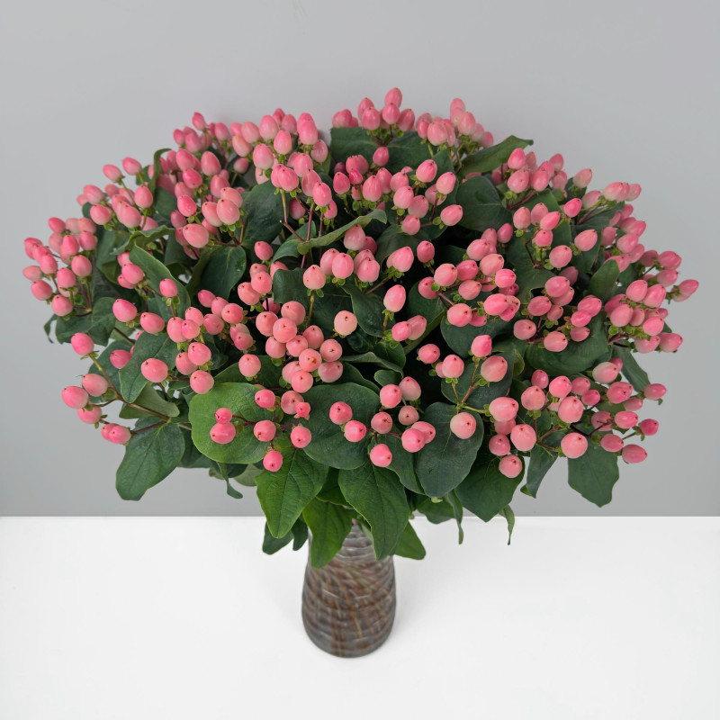 Hypericum