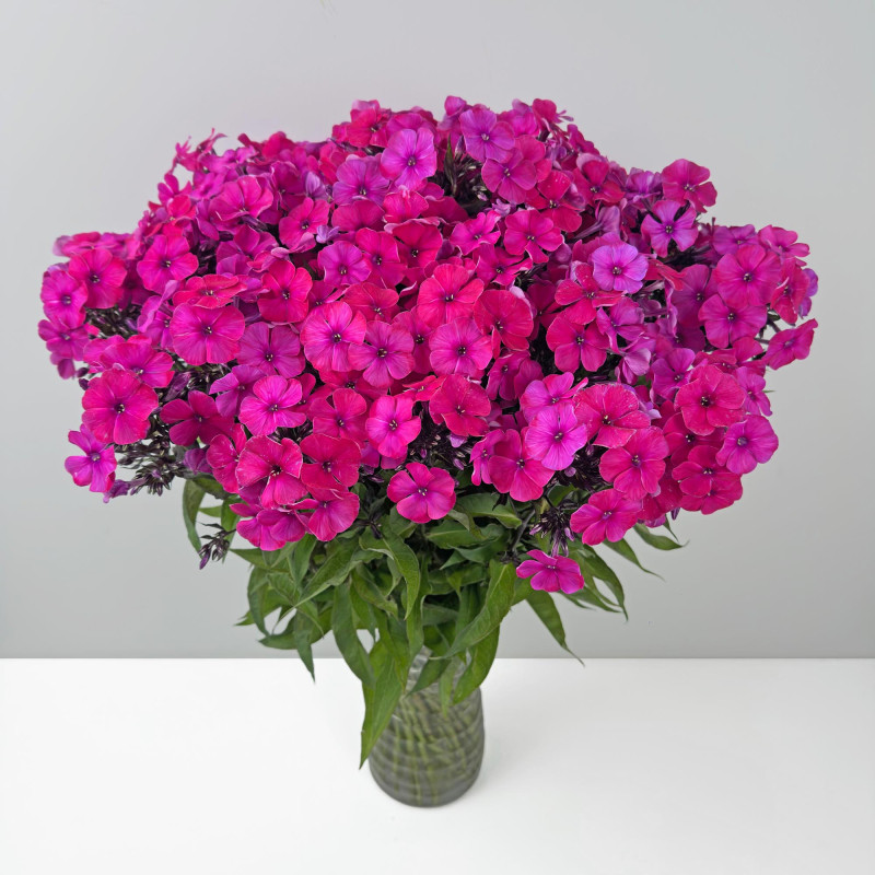 Phlox