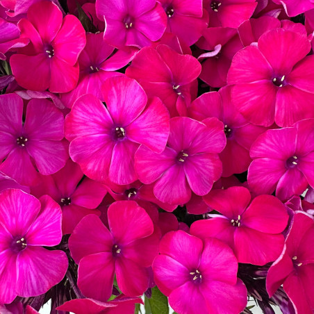 Phlox