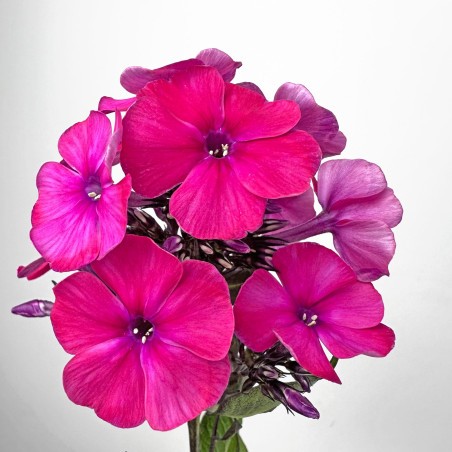 Phlox