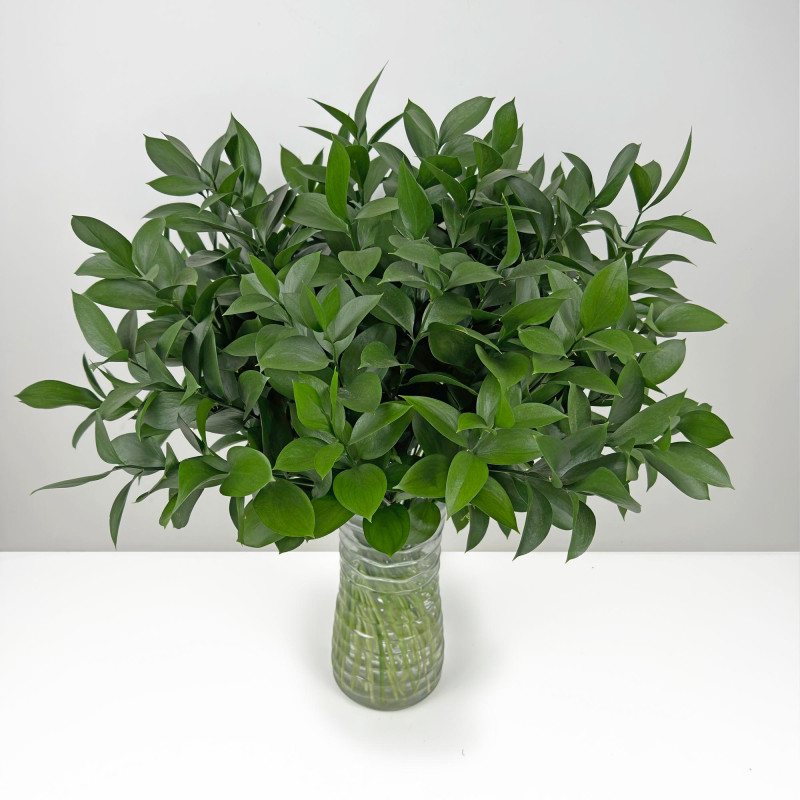 Ruscus
