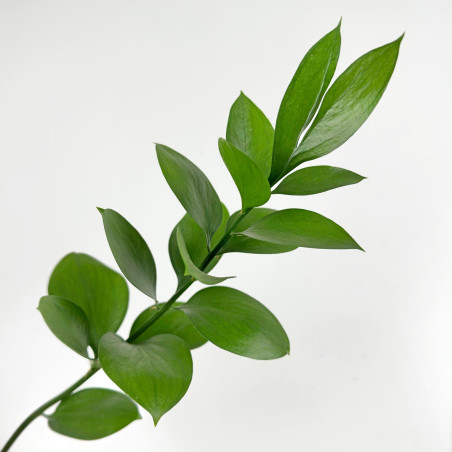Ruscus