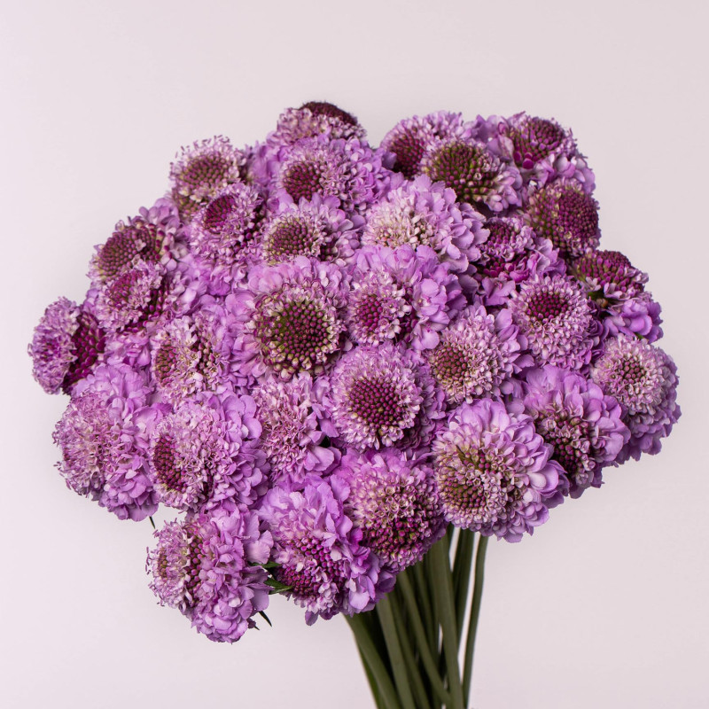Scabiosa