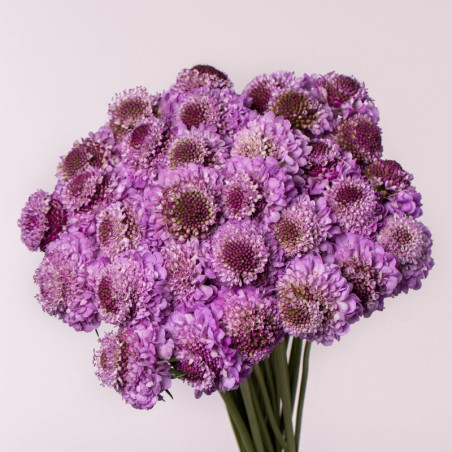 Scabiosa