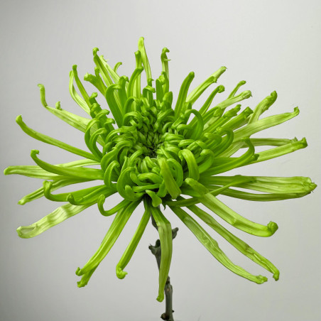 Spidermums