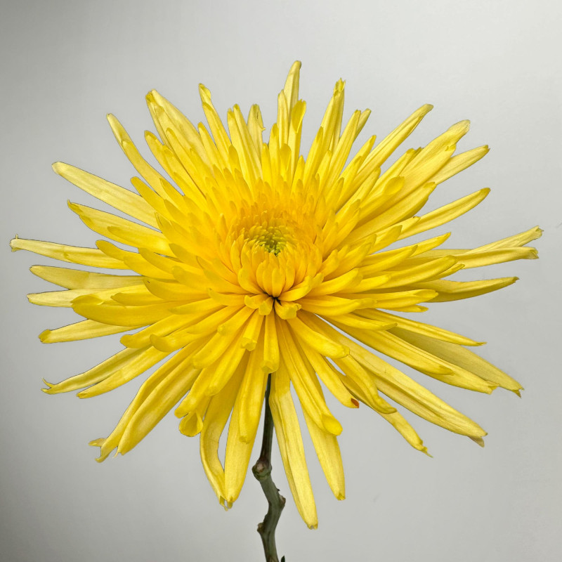 Spidermums