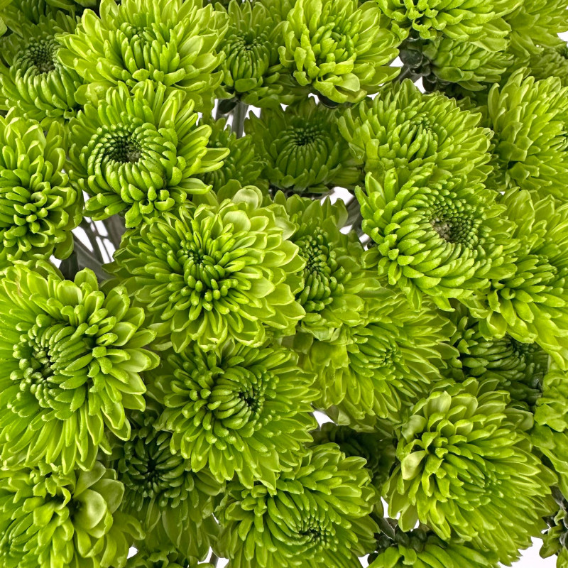 Spray chrysanthemums