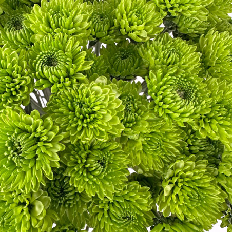 Spray chrysanthemums