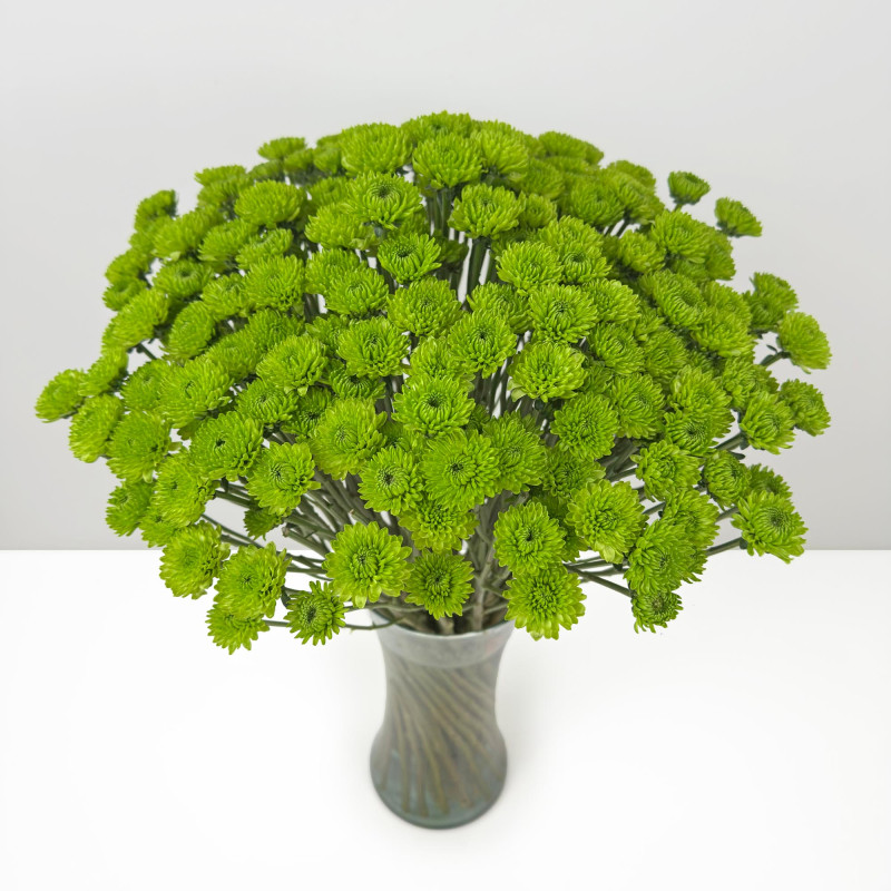 Spray chrysanthemums