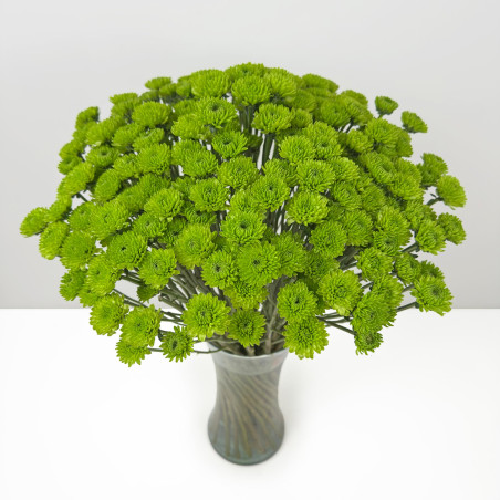 Spray chrysanthemums