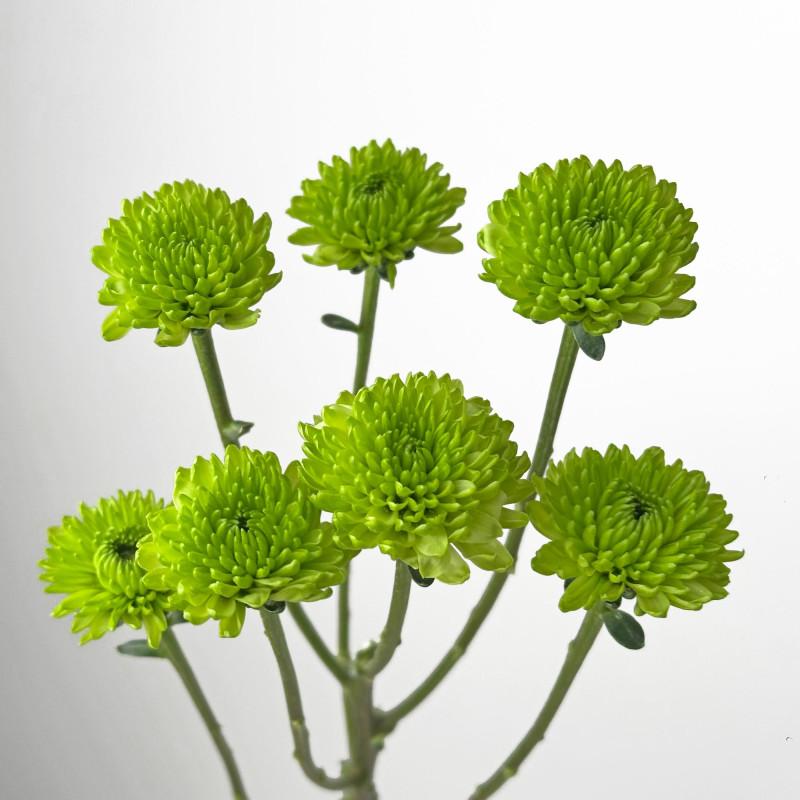 Spray chrysanthemums