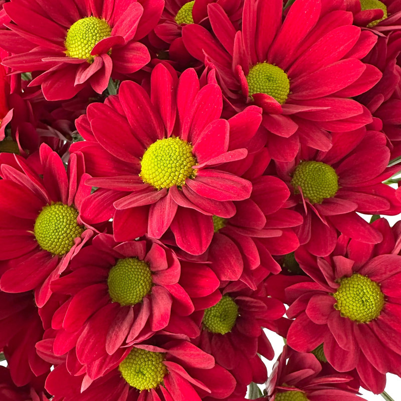 Spray chrysanthemums
