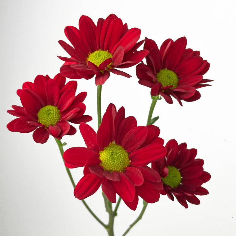 Spray chrysanthemums