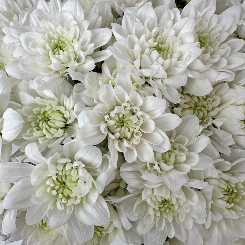 Spray chrysanthemums
