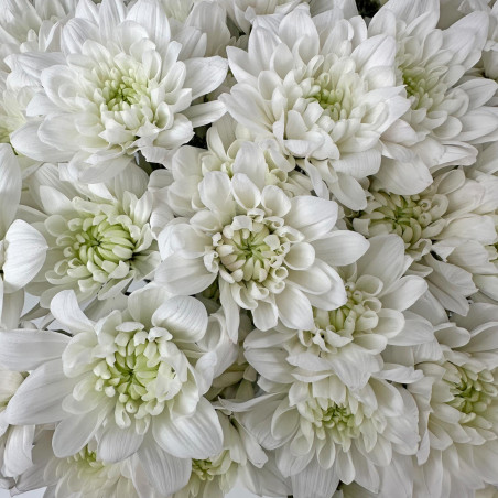 Spray chrysanthemums