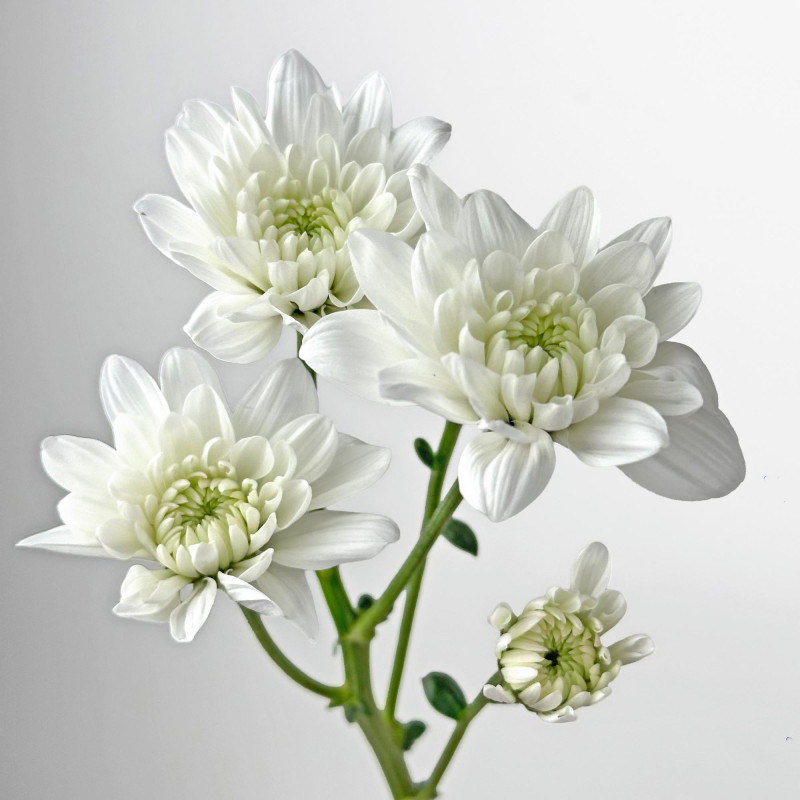 Spray chrysanthemums