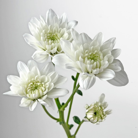 Spray chrysanthemums