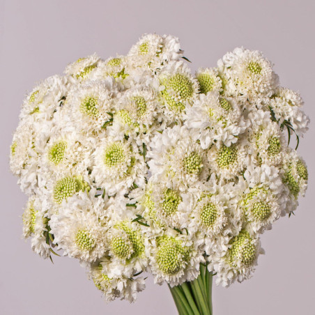 Scabiosa