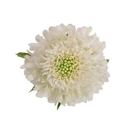 Scabiosa