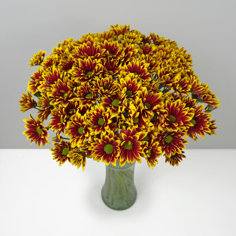 Spray chrysanthemums