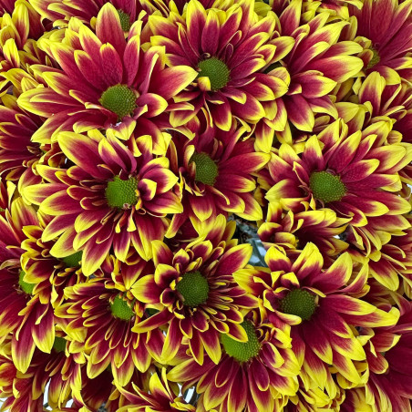 Spray chrysanthemums