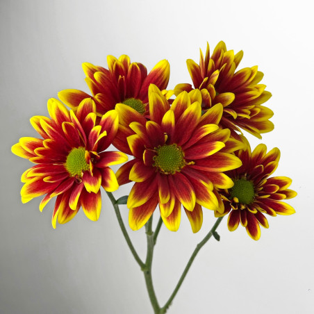Spray chrysanthemums