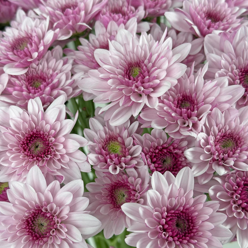 Spray chrysanthemums