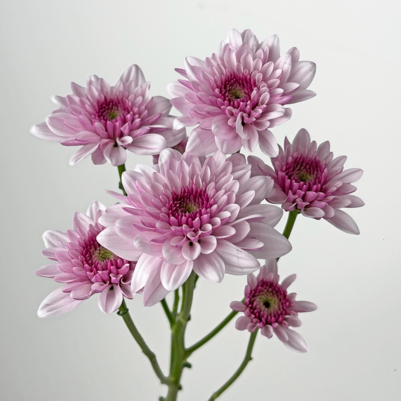 Spray chrysanthemums