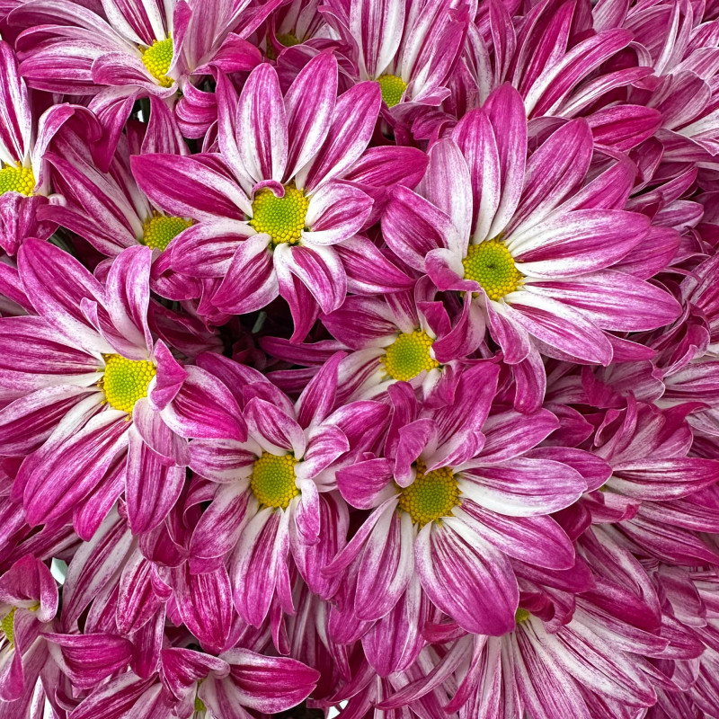 Spray chrysanthemums