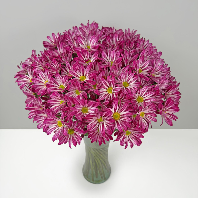 Spray chrysanthemums