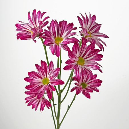 Spray chrysanthemums