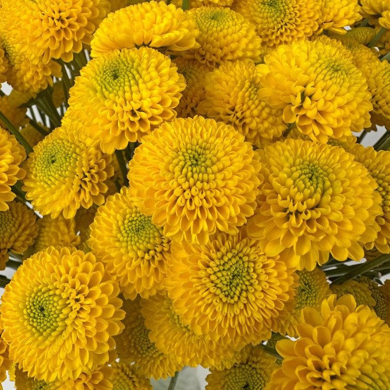 Spray chrysanthemums