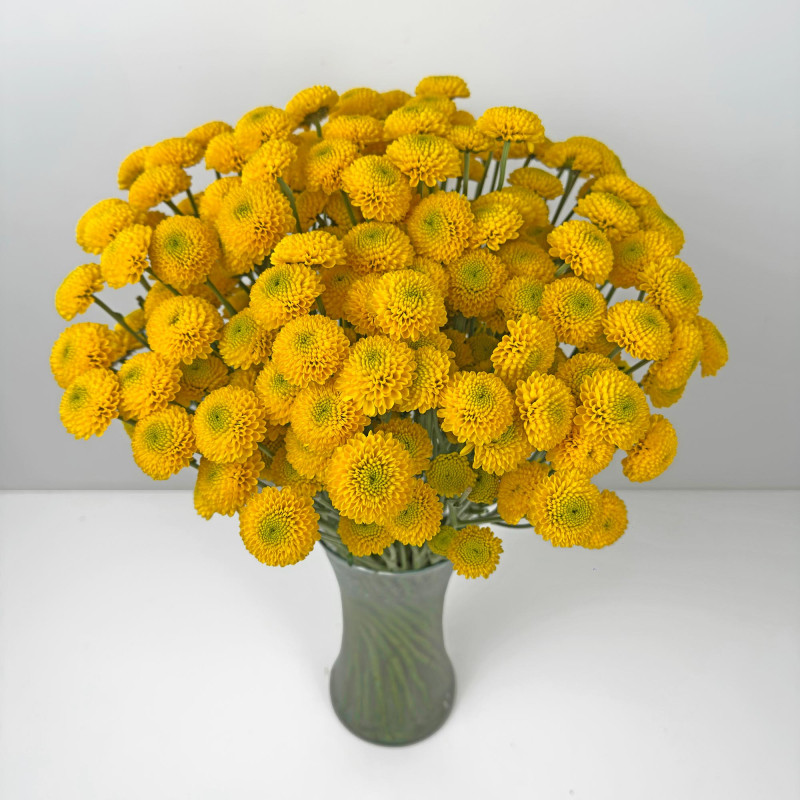 Spray chrysanthemums